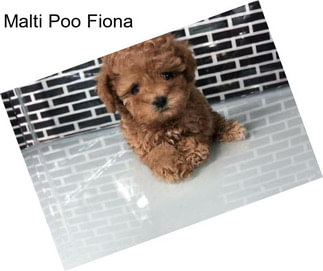 Malti Poo Fiona