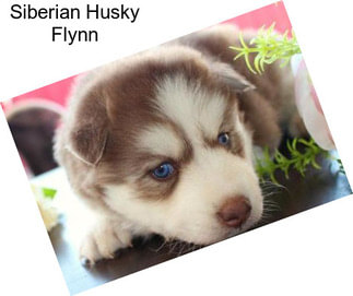 Siberian Husky Flynn