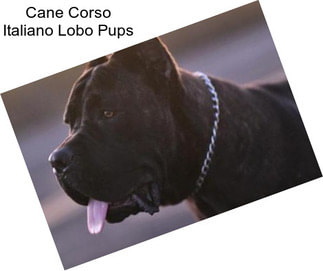 Cane Corso Italiano Lobo Pups