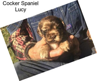 Cocker Spaniel Lucy