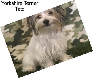 Yorkshire Terrier Tate