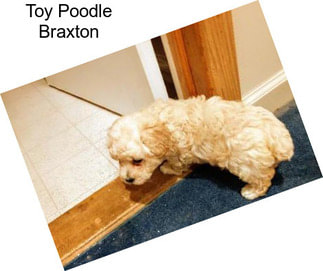 Toy Poodle Braxton