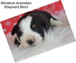 Miniature Australian Shepherd Btm3