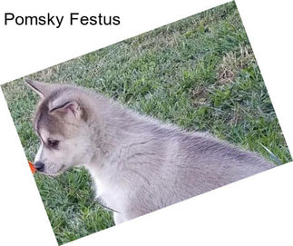 Pomsky Festus
