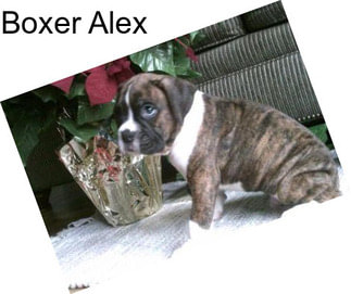 Boxer Alex