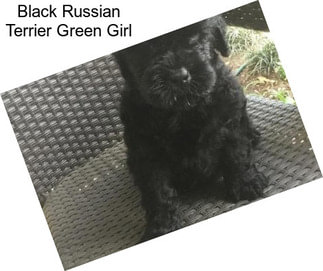 Black Russian Terrier Green Girl