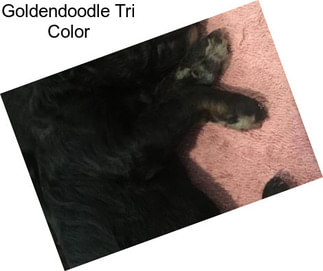 Goldendoodle Tri Color