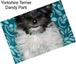 Yorkshire Terrier Dandy Parti