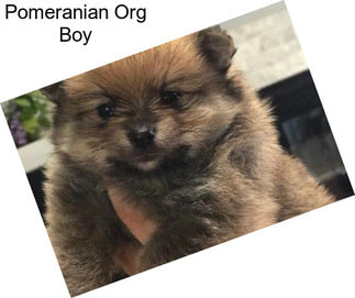 Pomeranian Org Boy