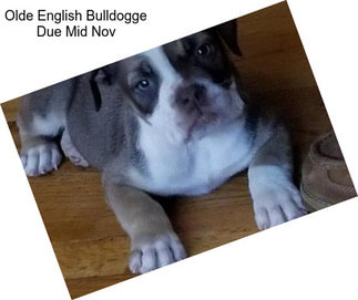 Olde English Bulldogge Due Mid Nov