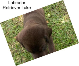 Labrador Retriever Luke