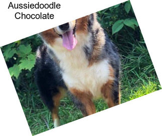 Aussiedoodle Chocolate