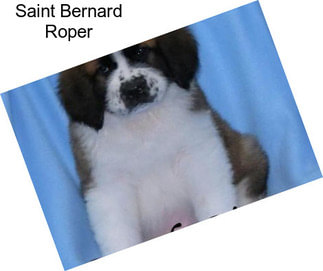 Saint Bernard Roper