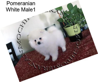Pomeranian White Male1