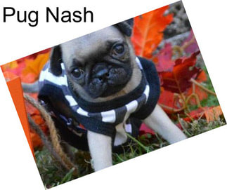Pug Nash