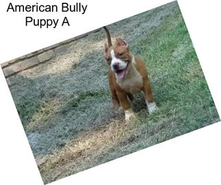 American Bully Puppy A