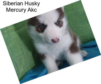 Siberian Husky Mercury Akc