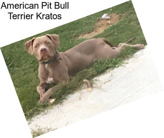 American Pit Bull Terrier Kratos