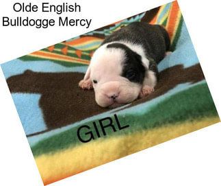 Olde English Bulldogge Mercy