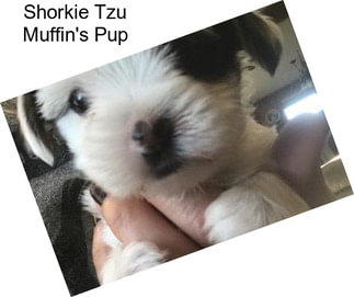 Shorkie Tzu Muffin\'s Pup
