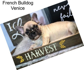 French Bulldog Venice