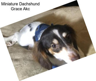 Miniature Dachshund Grace Akc