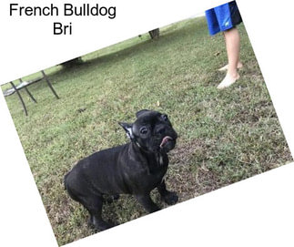 French Bulldog Bri