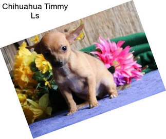 Chihuahua Timmy Ls
