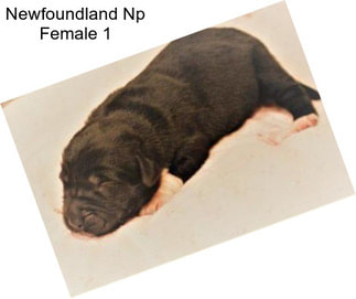 Newfoundland Np Female 1