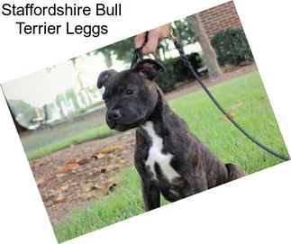 Staffordshire Bull Terrier Leggs