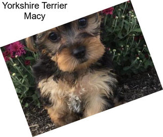 Yorkshire Terrier Macy