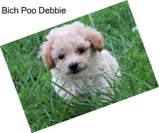 Bich Poo Debbie