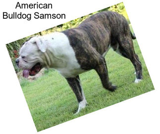 American Bulldog Samson