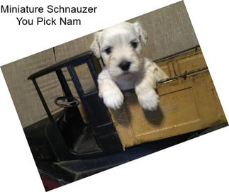 Miniature Schnauzer You Pick Nam