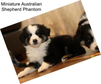 Miniature Australian Shepherd Phantom