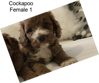 Cockapoo Female 1