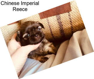 Chinese Imperial Reece