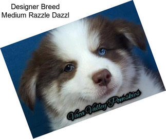 Designer Breed Medium Razzle Dazzl