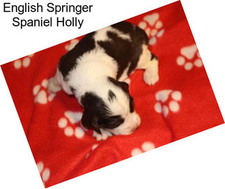 English Springer Spaniel Holly