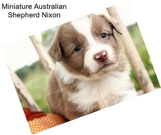 Miniature Australian Shepherd Nixon