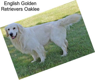 English Golden Retrievers Oaklee