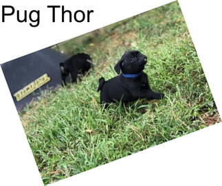Pug Thor