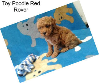Toy Poodle Red Rover