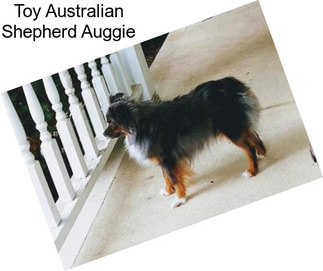 Toy Australian Shepherd Auggie