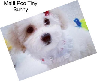Malti Poo Tiny Sunny