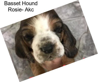 Basset Hound Rosie- Akc