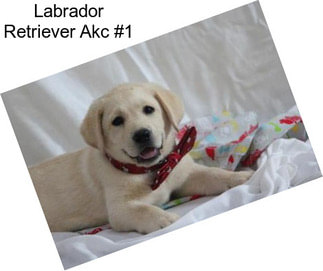 Labrador Retriever Akc #1