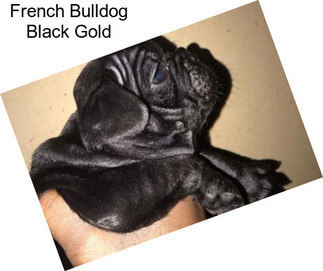 French Bulldog Black Gold