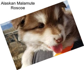 Alaskan Malamute Roscoe