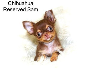 Chihuahua Reserved Sam